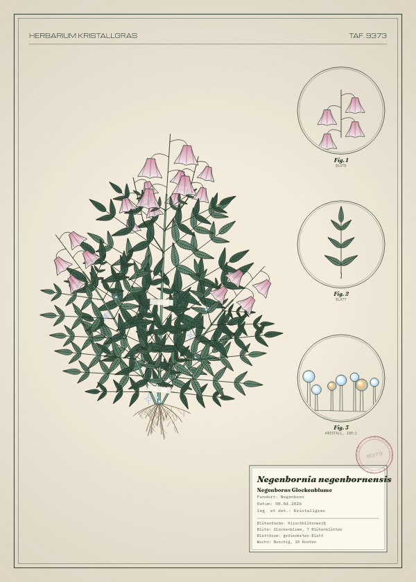 Botanische Tafel: Negenbornia negenbornensis, eine erfundene Pflanze aus Negenborn, gezeichnet wie in einem alten Pflanzenatlas