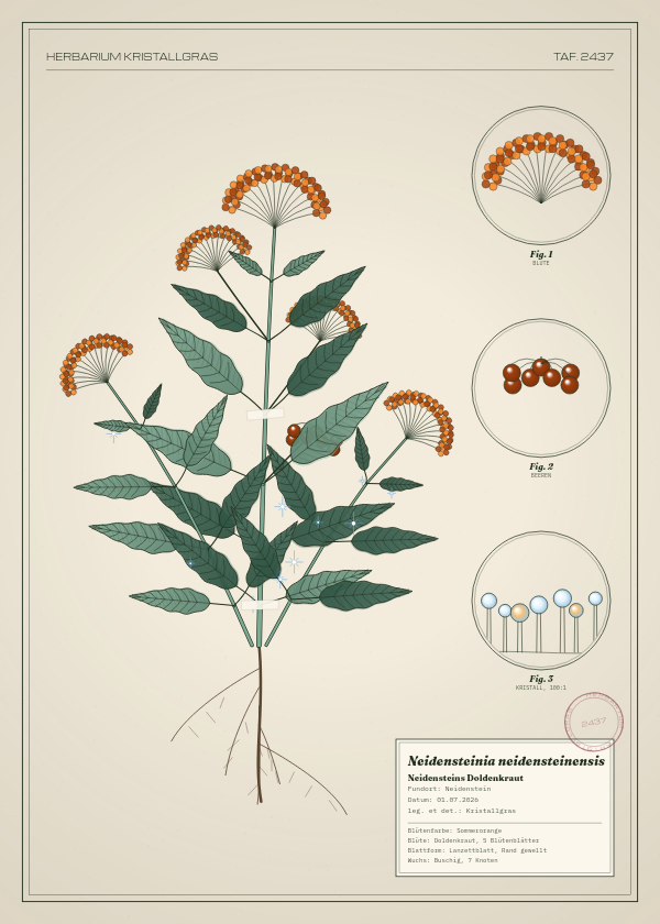 Botanische Tafel: Neidensteinia neidensteinensis, eine erfundene Pflanze aus Neidenstein, gezeichnet wie in einem alten Pflanzenatlas