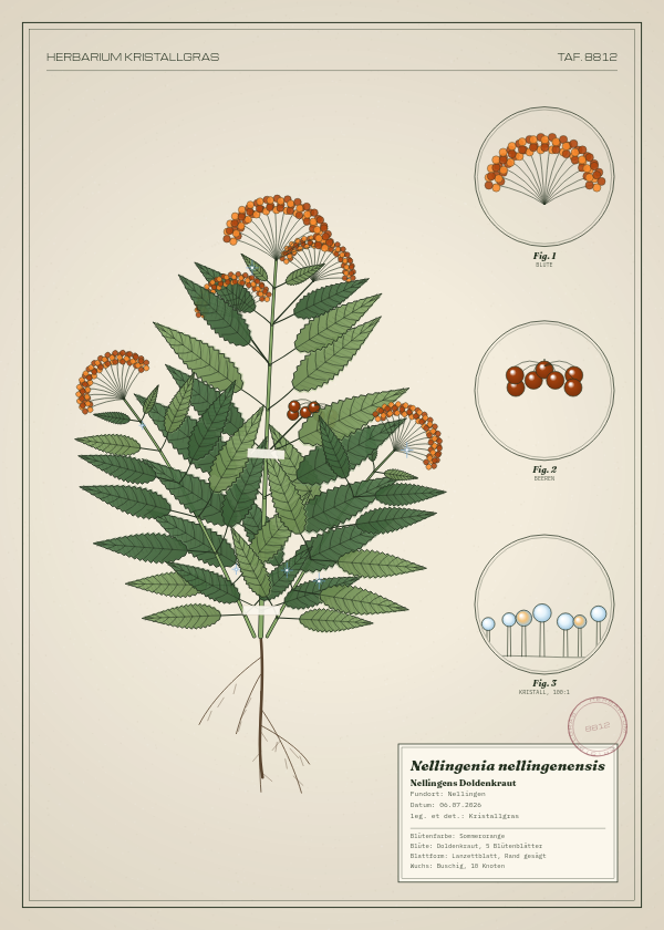 Botanische Tafel: Nellingenia nellingenensis, eine erfundene Pflanze aus Nellingen, gezeichnet wie in einem alten Pflanzenatlas