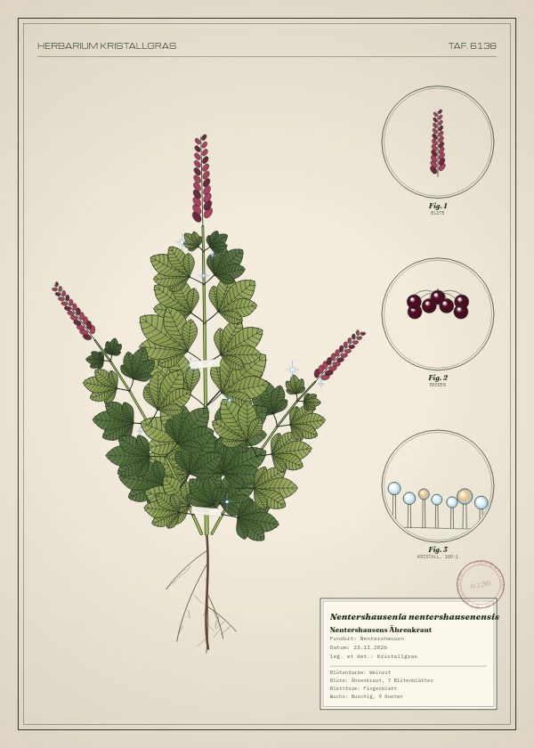 Botanische Tafel: Nentershausenia nentershausenensis, eine erfundene Pflanze aus Nentershausen, gezeichnet wie in einem alten Pflanzenatlas