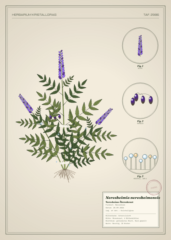 Botanische Tafel: Neresheimia neresheimensis, eine erfundene Pflanze aus Neresheim, gezeichnet wie in einem alten Pflanzenatlas