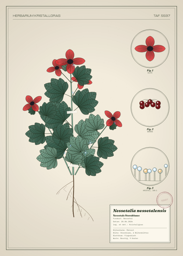 Botanische Tafel: Nessetalia nessetalensis, eine erfundene Pflanze aus Nessetal, gezeichnet wie in einem alten Pflanzenatlas
