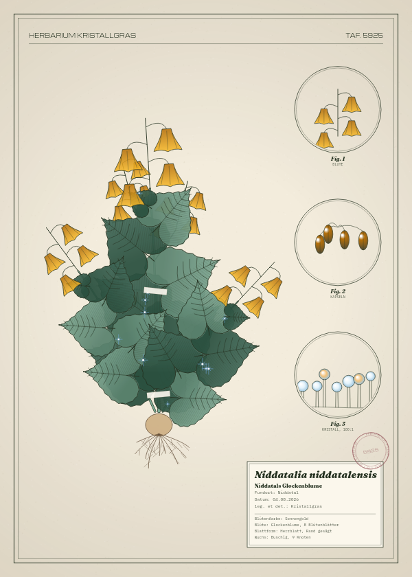 Botanische Tafel: Niddatalia niddatalensis, eine erfundene Pflanze aus Niddatal, gezeichnet wie in einem alten Pflanzenatlas