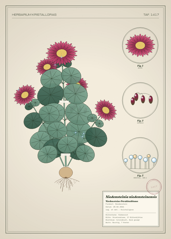 Botanische Tafel: Niedensteinia niedensteinensis, eine erfundene Pflanze aus Niedenstein, gezeichnet wie in einem alten Pflanzenatlas