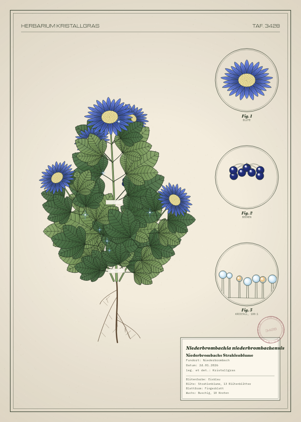 Botanische Tafel: Niederbrombachia niederbrombachensis, eine erfundene Pflanze aus Niederbrombach, gezeichnet wie in einem alten Pflanzenatlas