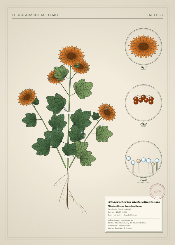 Botanische Tafel: Niederelbertia niederelbertensis, eine erfundene Pflanze aus Niederelbert, gezeichnet wie in einem alten Pflanzenatlas