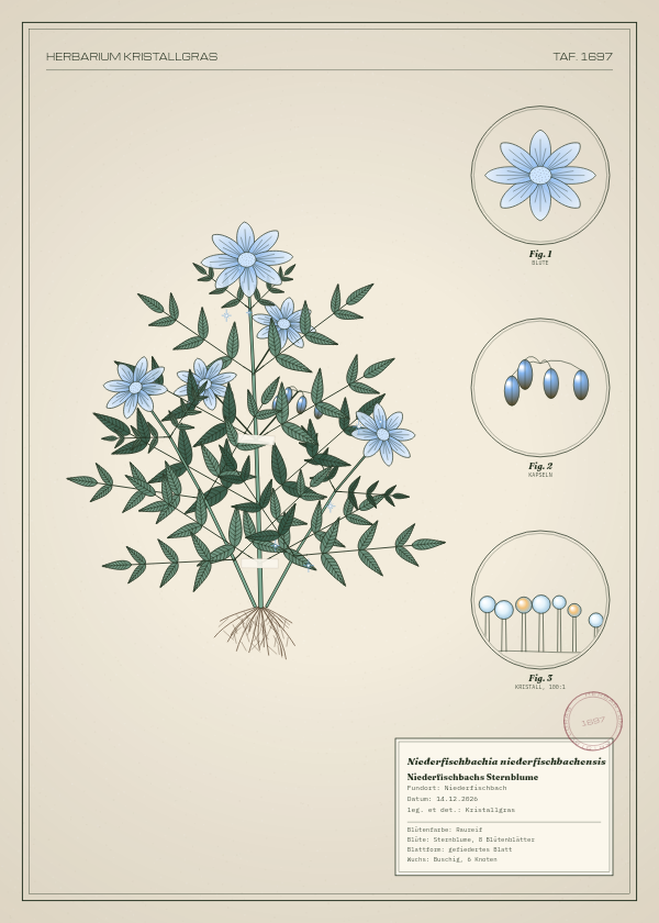 Botanische Tafel: Niederfischbachia niederfischbachensis, eine erfundene Pflanze aus Niederfischbach, gezeichnet wie in einem alten Pflanzenatlas