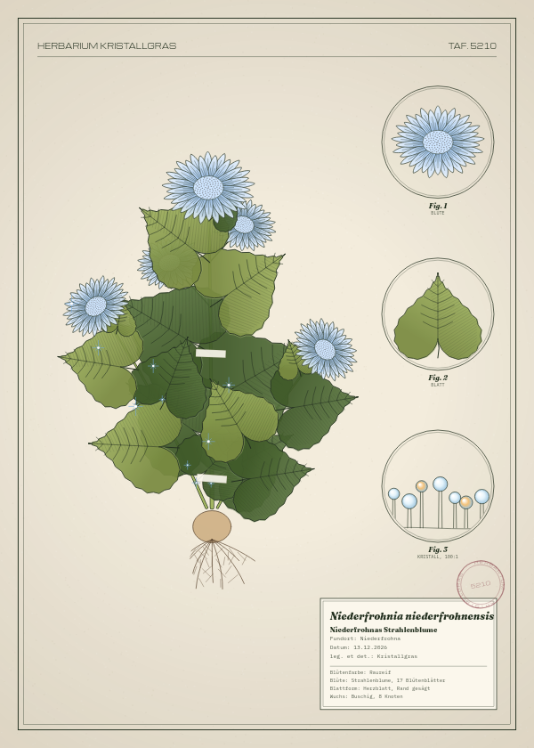 Botanische Tafel: Niederfrohnia niederfrohnensis, eine erfundene Pflanze aus Niederfrohna, gezeichnet wie in einem alten Pflanzenatlas