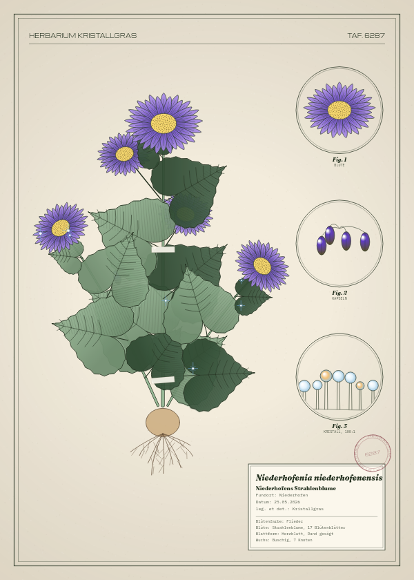 Botanische Tafel: Niederhofenia niederhofenensis, eine erfundene Pflanze aus Niederhofen, gezeichnet wie in einem alten Pflanzenatlas