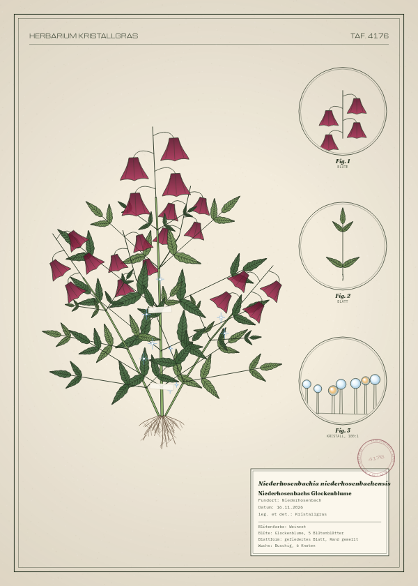 Botanische Tafel: Niederhosenbachia niederhosenbachensis, eine erfundene Pflanze aus Niederhosenbach, gezeichnet wie in einem alten Pflanzenatlas