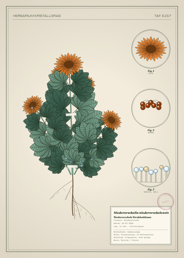 Botanische Tafel: Niederorschelia niederorschelensis, eine erfundene Pflanze aus Niederorschel, gezeichnet wie in einem alten Pflanzenatlas