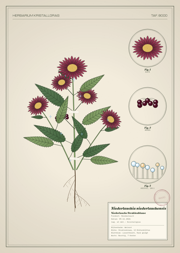 Botanische Tafel: Niederlauchia niederlauchensis, eine erfundene Pflanze aus Niederlauch, gezeichnet wie in einem alten Pflanzenatlas