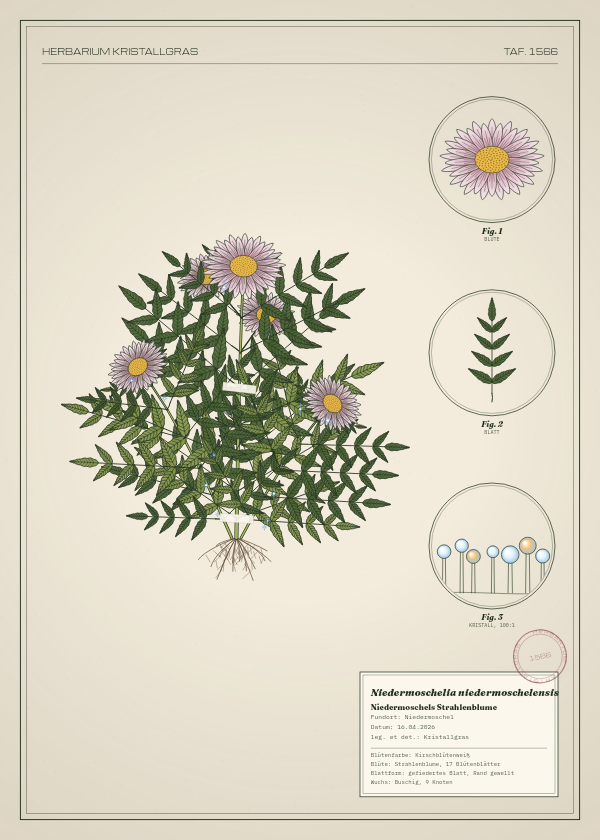 Botanische Tafel: Niedermoschelia niedermoschelensis, eine erfundene Pflanze aus Niedermoschel, gezeichnet wie in einem alten Pflanzenatlas