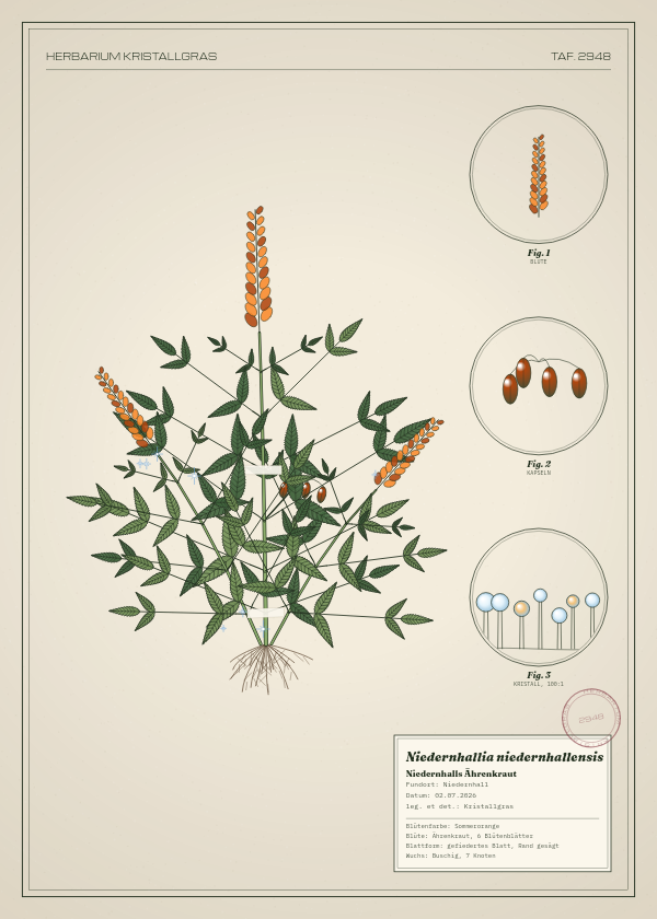 Botanische Tafel: Niedernhallia niedernhallensis, eine erfundene Pflanze aus Niedernhall, gezeichnet wie in einem alten Pflanzenatlas