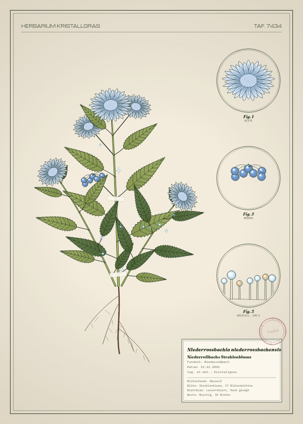 Botanische Tafel: Niederrossbachia niederrossbachensis, eine erfundene Pflanze aus Niederroßbach, gezeichnet wie in einem alten Pflanzenatlas