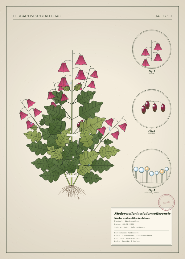 Botanische Tafel: Niederweileria niederweilerensis, eine erfundene Pflanze aus Niederweiler, gezeichnet wie in einem alten Pflanzenatlas