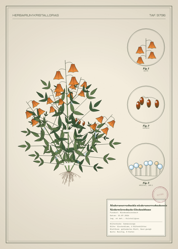 Botanische Tafel: Niederwoerresbachia niederwoerresbachensis, eine erfundene Pflanze aus Niederwörresbach, gezeichnet wie in einem alten Pflanzenatlas