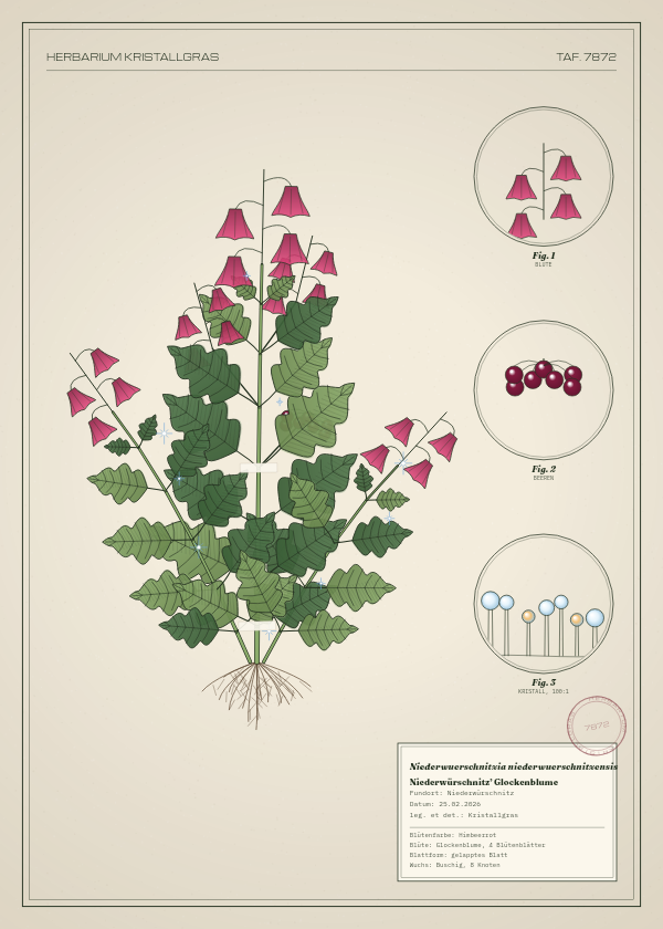 Botanische Tafel: Niederwuerschnitzia niederwuerschnitzensis, eine erfundene Pflanze aus Niederwürschnitz, gezeichnet wie in einem alten Pflanzenatlas
