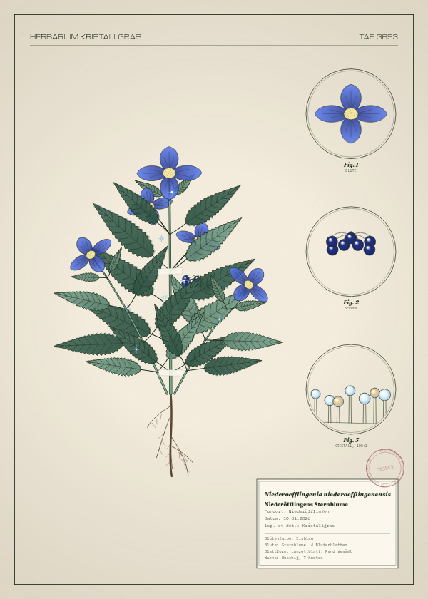 Botanische Tafel: Niederoefflingenia niederoefflingenensis, eine erfundene Pflanze aus Niederöfflingen, gezeichnet wie in einem alten Pflanzenatlas