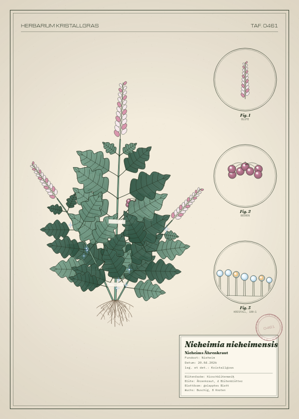 Botanische Tafel: Nieheimia nieheimensis, eine erfundene Pflanze aus Nieheim, gezeichnet wie in einem alten Pflanzenatlas