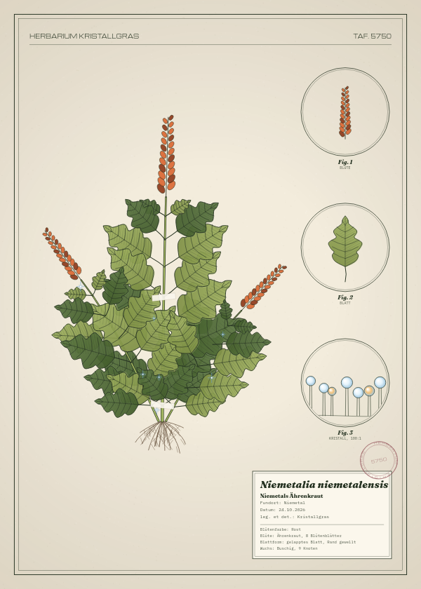 Botanische Tafel: Niemetalia niemetalensis, eine erfundene Pflanze aus Niemetal, gezeichnet wie in einem alten Pflanzenatlas