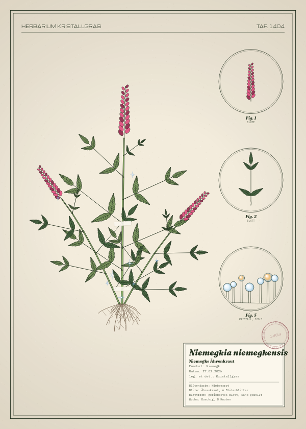 Botanische Tafel: Niemegkia niemegkensis, eine erfundene Pflanze aus Niemegk, gezeichnet wie in einem alten Pflanzenatlas