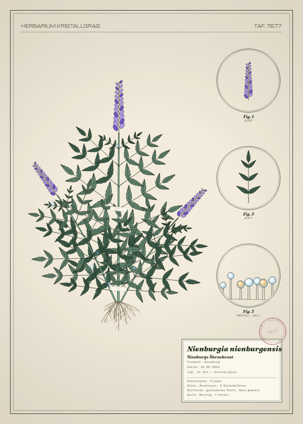 Botanische Tafel: Nienburgia nienburgensis, eine erfundene Pflanze aus Nienburg, gezeichnet wie in einem alten Pflanzenatlas