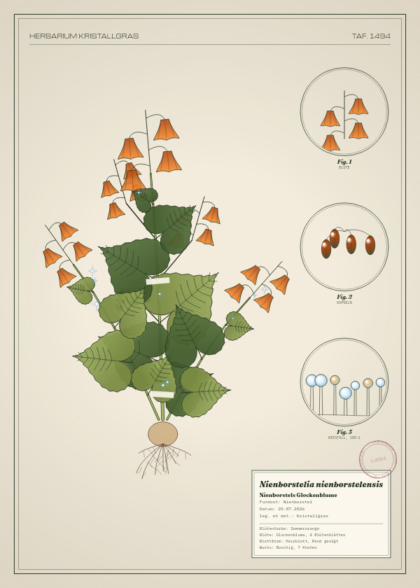 Botanische Tafel: Nienborstelia nienborstelensis, eine erfundene Pflanze aus Nienborstel, gezeichnet wie in einem alten Pflanzenatlas