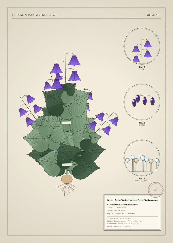 Botanische Tafel: Nienbuettelia nienbuettelensis, eine erfundene Pflanze aus Nienbüttel, gezeichnet wie in einem alten Pflanzenatlas