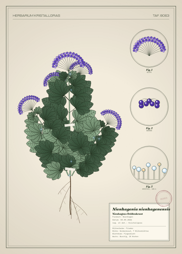 Botanische Tafel: Nienhagenia nienhagenensis, eine erfundene Pflanze aus Nienhagen, gezeichnet wie in einem alten Pflanzenatlas
