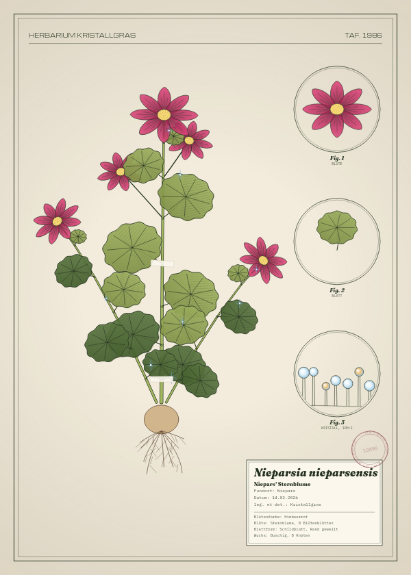 Botanische Tafel: Nieparsia nieparsensis, eine erfundene Pflanze aus Niepars, gezeichnet wie in einem alten Pflanzenatlas