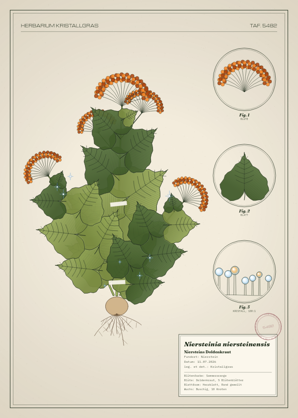 Botanische Tafel: Niersteinia niersteinensis, eine erfundene Pflanze aus Nierstein, gezeichnet wie in einem alten Pflanzenatlas