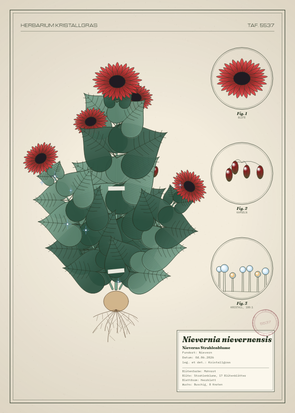 Botanische Tafel: Nievernia nievernensis, eine erfundene Pflanze aus Nievern, gezeichnet wie in einem alten Pflanzenatlas