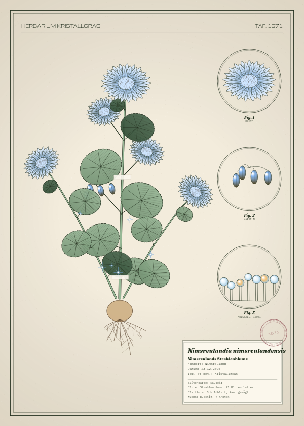Botanische Tafel: Nimsreulandia nimsreulandensis, eine erfundene Pflanze aus Nimsreuland, gezeichnet wie in einem alten Pflanzenatlas