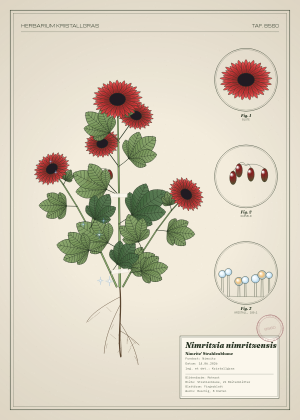 Botanische Tafel: Nimritzia nimritzensis, eine erfundene Pflanze aus Nimritz, gezeichnet wie in einem alten Pflanzenatlas