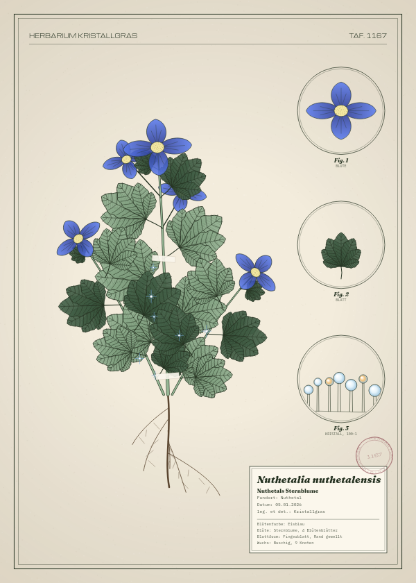 Botanische Tafel: Nuthetalia nuthetalensis, eine erfundene Pflanze aus Nuthetal, gezeichnet wie in einem alten Pflanzenatlas
