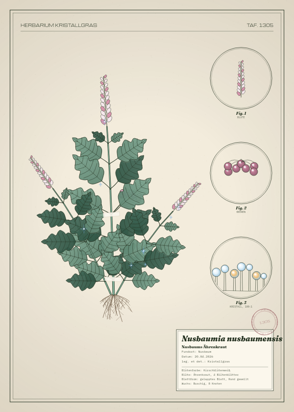 Botanische Tafel: Nusbaumia nusbaumensis, eine erfundene Pflanze aus Nusbaum, gezeichnet wie in einem alten Pflanzenatlas