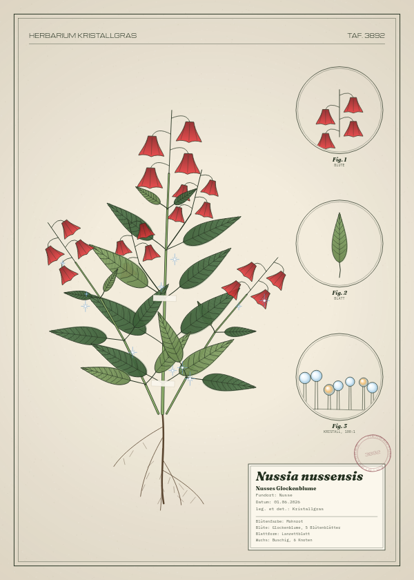 Botanische Tafel: Nussia nussensis, eine erfundene Pflanze aus Nusse, gezeichnet wie in einem alten Pflanzenatlas