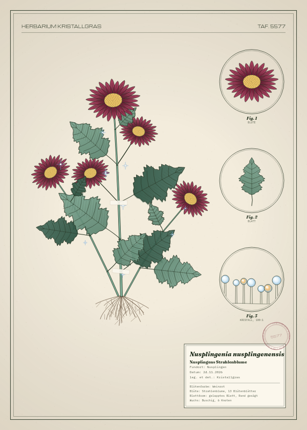Botanische Tafel: Nusplingenia nusplingenensis, eine erfundene Pflanze aus Nusplingen, gezeichnet wie in einem alten Pflanzenatlas