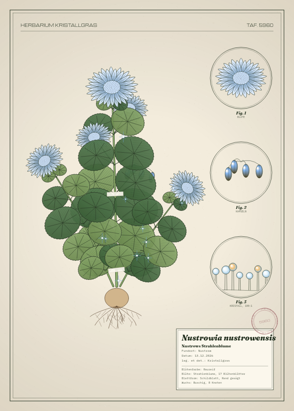 Botanische Tafel: Nustrowia nustrowensis, eine erfundene Pflanze aus Nustrow, gezeichnet wie in einem alten Pflanzenatlas