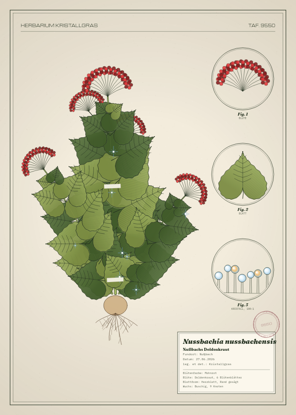 Botanische Tafel: Nussbachia nussbachensis, eine erfundene Pflanze aus Nußbach, gezeichnet wie in einem alten Pflanzenatlas