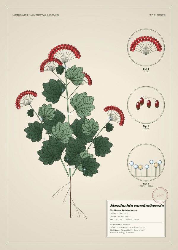 Botanische Tafel: Nusslochia nusslochensis, eine erfundene Pflanze aus Nußloch, gezeichnet wie in einem alten Pflanzenatlas