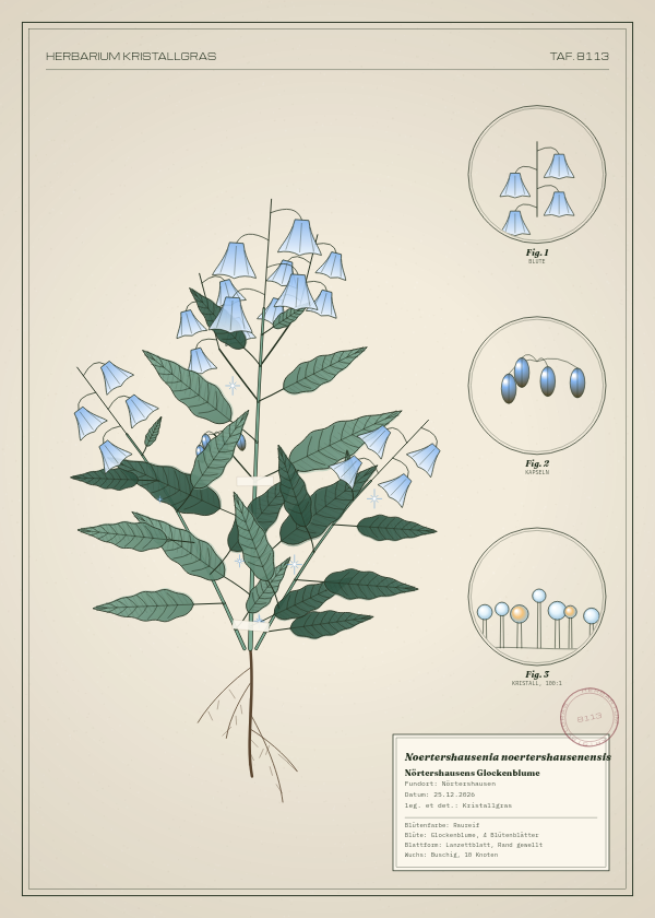 Botanische Tafel: Noertershausenia noertershausenensis, eine erfundene Pflanze aus Nörtershausen, gezeichnet wie in einem alten Pflanzenatlas