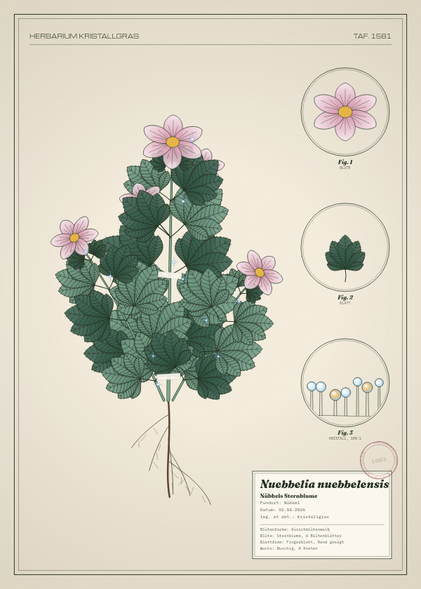Botanische Tafel: Nuebbelia nuebbelensis, eine erfundene Pflanze aus Nübbel, gezeichnet wie in einem alten Pflanzenatlas
