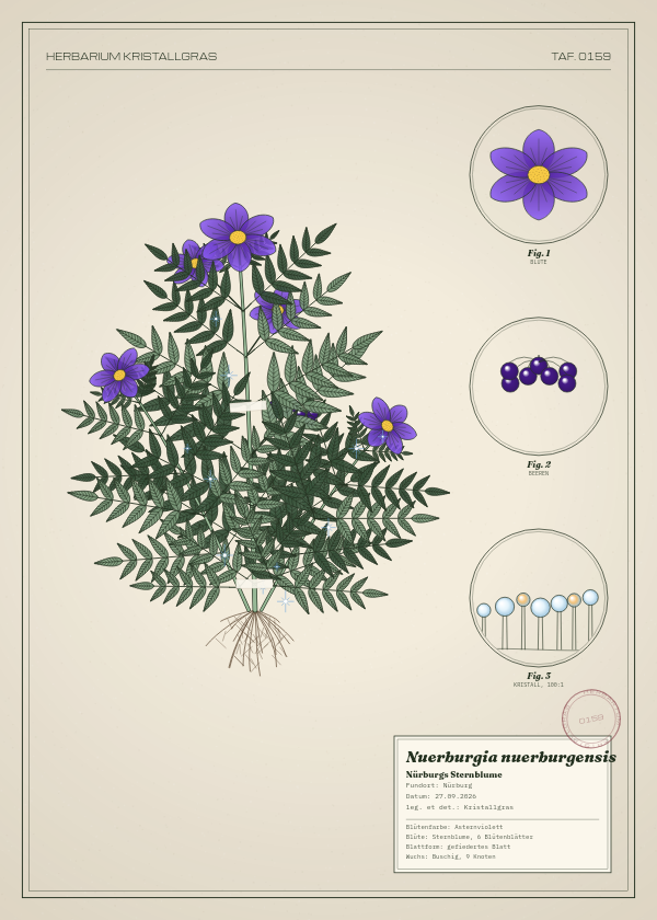 Botanische Tafel: Nuerburgia nuerburgensis, eine erfundene Pflanze aus Nürburg, gezeichnet wie in einem alten Pflanzenatlas