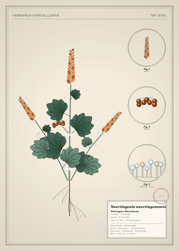 Botanische Tafel: Nuertingenia nuertingenensis, eine erfundene Pflanze aus Nürtingen, gezeichnet wie in einem alten Pflanzenatlas