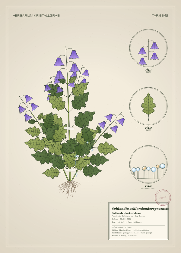 Botanische Tafel: Sohlandia sohlandanderspreensis, eine erfundene Pflanze aus Sohland an der Spree, gezeichnet wie in einem alten Pflanzenatlas