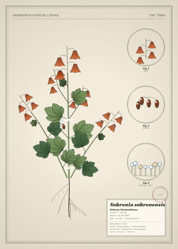 Botanische Tafel: Sohrenia sohrenensis, eine erfundene Pflanze aus Sohren, gezeichnet wie in einem alten Pflanzenatlas