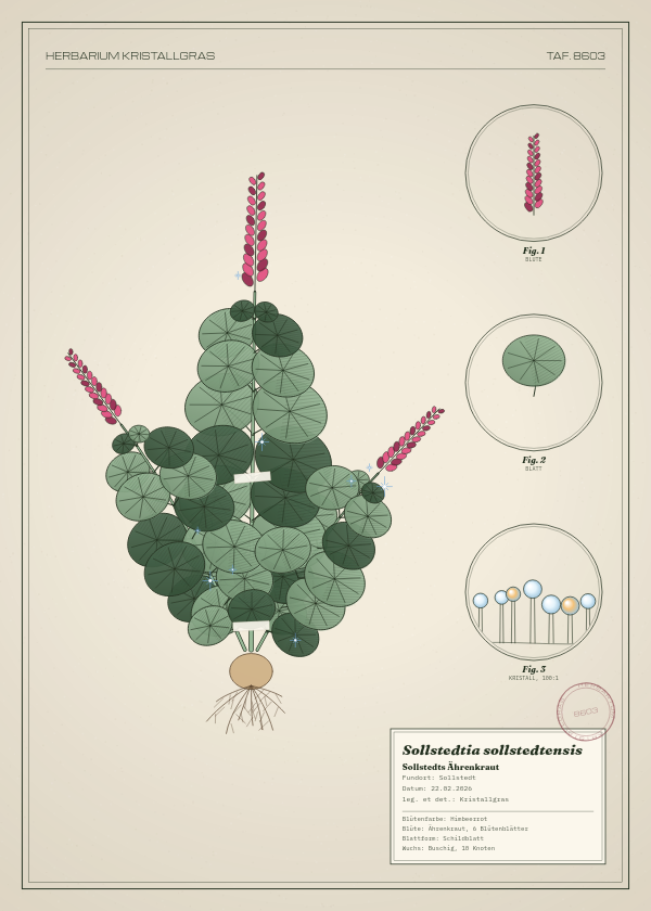 Botanische Tafel: Sollstedtia sollstedtensis, eine erfundene Pflanze aus Sollstedt, gezeichnet wie in einem alten Pflanzenatlas