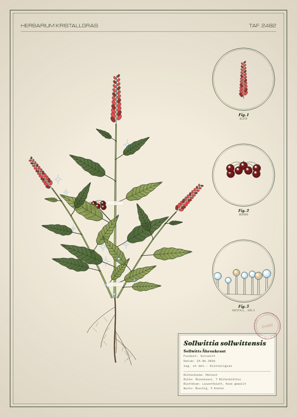 Botanische Tafel: Sollwittia sollwittensis, eine erfundene Pflanze aus Sollwitt, gezeichnet wie in einem alten Pflanzenatlas